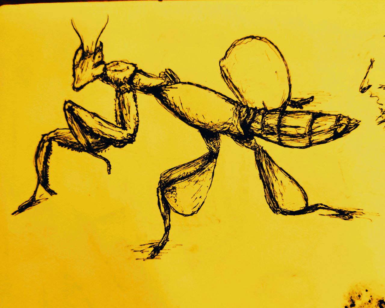 bug